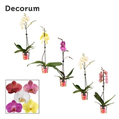 Phal Gem 2 Tak 12Ø 75cm