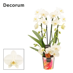 Phal Ov Wit 12Ø 50cm