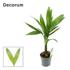 Areca Catechu 12Ø 50cm