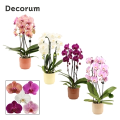 Phal Gem 2 Tak 12Ø 55cm