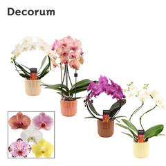 Phal Gem 2 Tak 12Ø 45cm