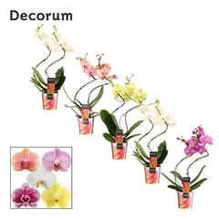 Phal Gem 2 Tak 12Ø 50cm