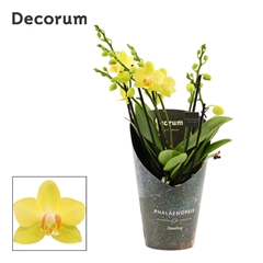 Phal Mf An Albenga 12Ø 40cm