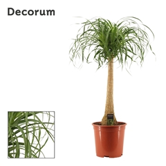 Beaucarnea Recur 27Ø 110cm