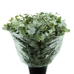 Euca Cinerea P Bunch 70cm 200gram