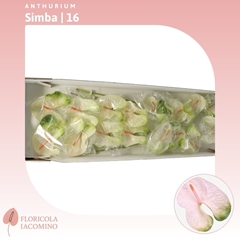 Anth A Simba 60cm 11cm Ø
