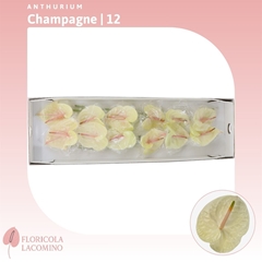 Anth A Champagne 60cm 13cm Ø