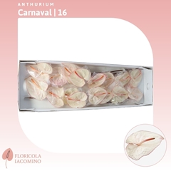 Anth A Carnaval 60cm 11cm Ø