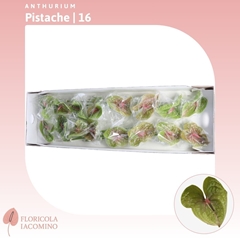 Anth A Pistache 60cm 11cm Ø