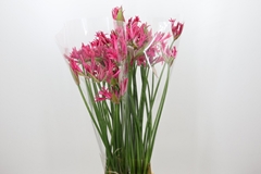 Ne Bo El Pearls Cher 95cm