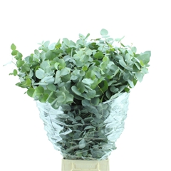 Euca Cinerea P Bunch 70cm 400gram
