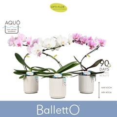 Phal Gem 2 Tak 12Ø 45cm
