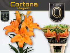 Li La Cortona 95cm 55+