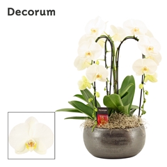 Phal Ov Wit 27Ø 55cm