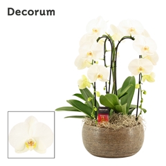 Phal Ov Wit 27Ø 55cm