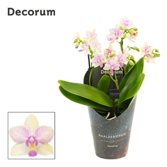Phal Mf Ov 12Ø 35cm