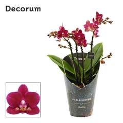 Phal Mf An Chamonix 12Ø 35cm