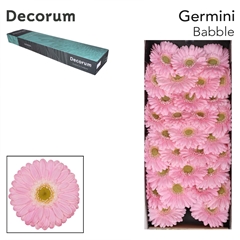 Germini Babble 45cm 8cm Ø