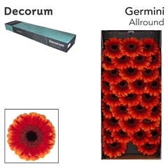 Germini Allround 45cm 7cm Ø