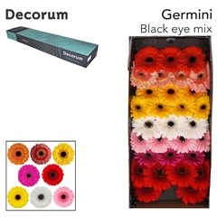 Germini Mixed 45cm 7cm Ø