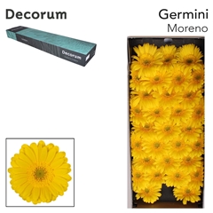 Germini Moreno 45cm 7cm Ø