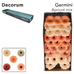 Germini Mixed 45cm 7cm Ø