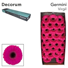 Germini Virgil+ 45cm 7cm Ø