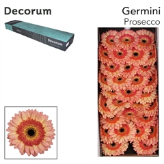 Germini Prosecco 45cm 7cm Ø