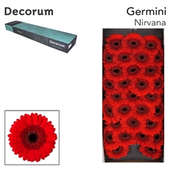 Germini Nirvana 45cm 7cm Ø