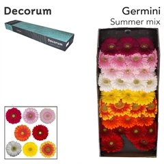 Germini Mixed 45cm 7cm Ø