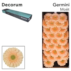 Germini Moët 45cm 7cm Ø