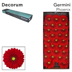 Germini Phoenix 45cm 7cm Ø