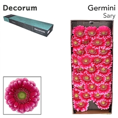 Ge Mi Sary 45cm 7cm Ø