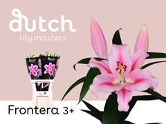 Li Or Frontera 85cm 35+