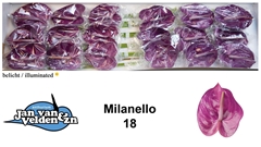 Anth A Milanello 60cm 13cm Ø