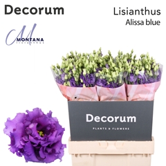 Eust G Alissa Blue 70cm