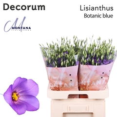 Eus E Botanic Blue 70cm
