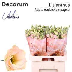 Eus G Rosi Champagne 70cm