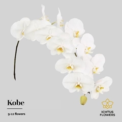 Phal Kobe 75cm