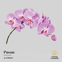 Phal T Anthura Pusan 80cm