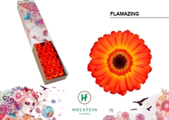 Germini Flamazing 45cm 7cm Ø