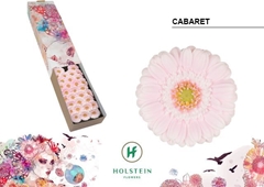 Germini Cabaret 45cm 7cm Ø