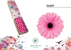 Germini Talent 45cm 7cm Ø