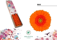 Germini Max 45cm 7cm Ø