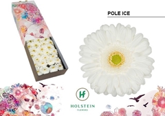 Ge Gr Pole Ice 45cm 10cm Ø