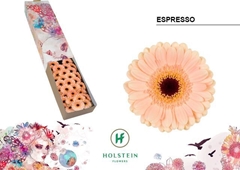 Germini Espresso 45cm 7cm Ø