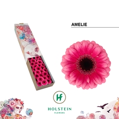 Germini Amelie 45cm 7cm Ø