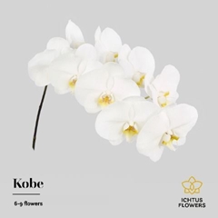 Phal Kobe 55cm