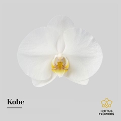 Phal Kobe