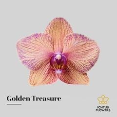 Phal Golden Treasure